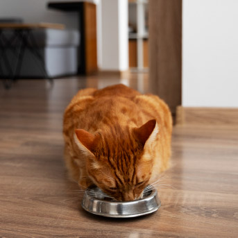 Cuánto debe comer tu gato según edad y tamaño_Interna 1.jpg